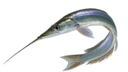 Isolated Needlefish with incredibly long pointed snout and sleek, shimmering body curved. © Diego