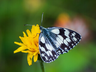 Fototapeta premium A Marbled White Butterfly Feeding