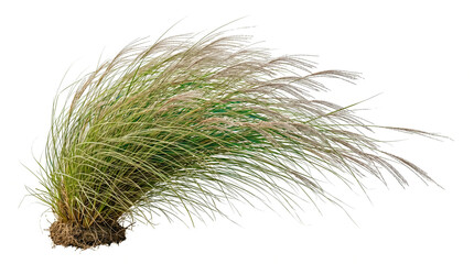 Obraz premium Windblown tall ornamental fountain grass clump with roots and dry plumes isolated on transparent background PNG
