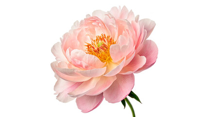 Beautiful fresh pink peony flower bud blooming delicate floral decoration isolated on transparent background © AAAstock2025