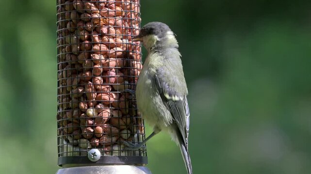 Great Tit (Parus major) fledgling eating peanuts from a garden bird feeder, joined by a young Blue Tit (Cyanistes Caeruleus). June, Kent, UK [Slow motion x5]