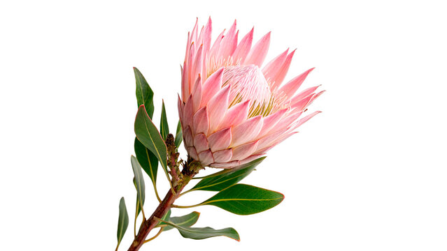Exotic tropical pink protea flower blooming with green leaves florist isolated on transparent background