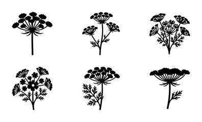 Fototapeta premium Botanical Silhouettes: Delicate Umbel Flowers, Wild Carrot Vector Icons