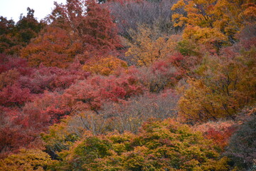 Fototapeta premium 奈良県 桜井市の長谷寺～花の御寺（秋）