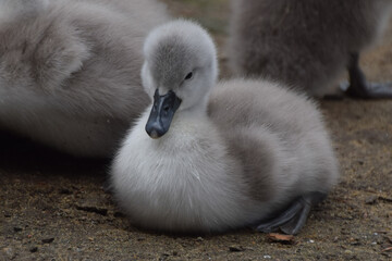 A mute swan cygnet resting © VV Shots
