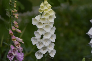 White foxglove flowers © VV Shots