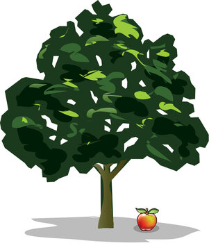 Newton apple tree and the gravitational force