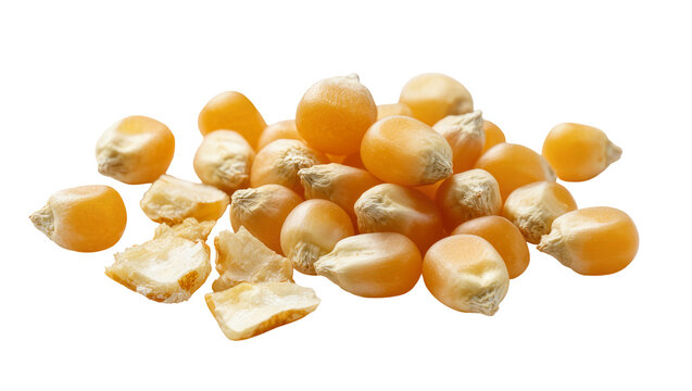 Isolated heap of raw unpopped popcorn kernels, dried yellow maize for snack food
