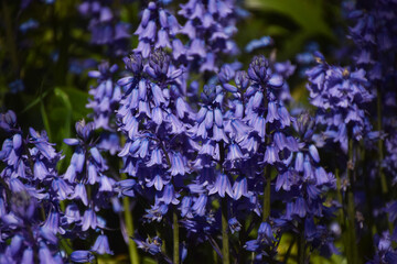 Fototapeta premium Bluebells in bloom