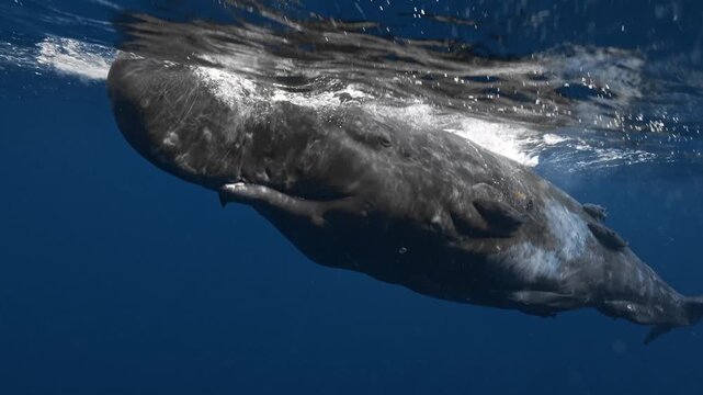 Sperm Whale Swimming Near Ocean Surface
