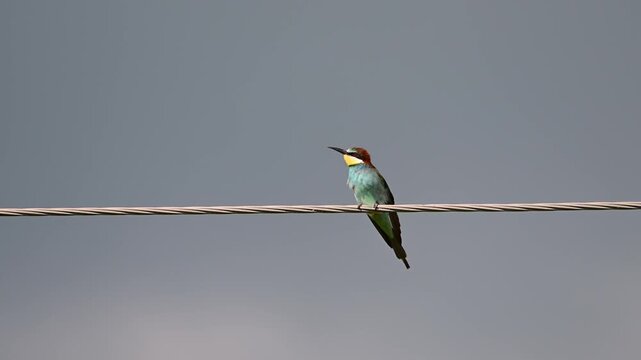a single European bee-eater perched on a power line, looking around before taking flight.