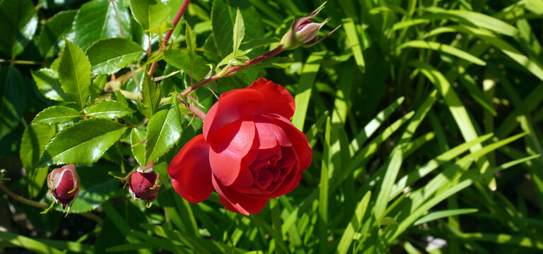 Close-up of beautiful marreta roses under intense sun