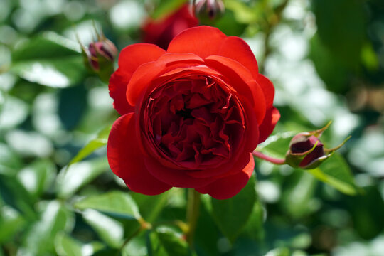 Close-up of beautiful marreta roses under intense sun