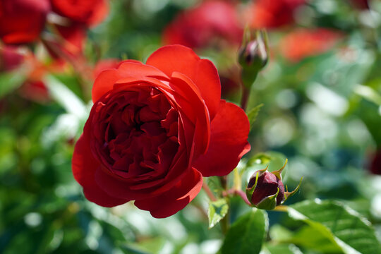 Close-up of beautiful marreta roses under intense sun