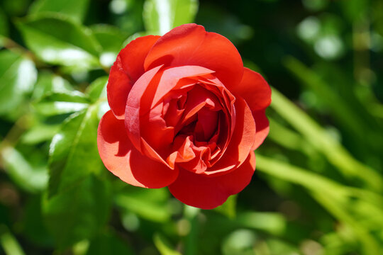 Close-up of beautiful marreta roses under intense sun