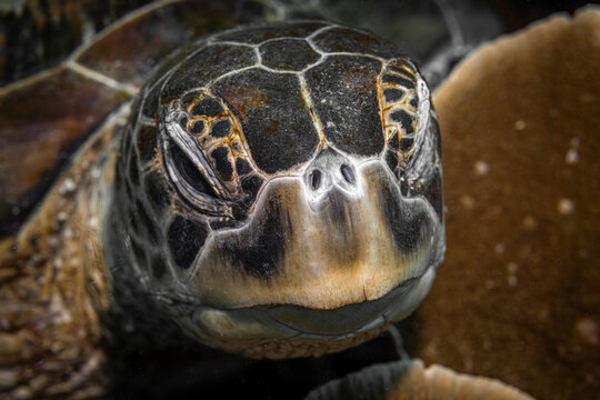 Green turtle @ Komodo, Indonesia