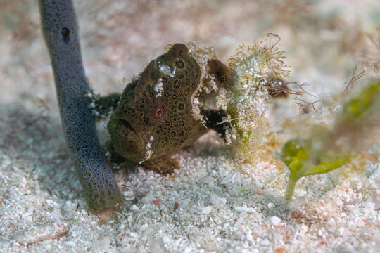 Frogfish @ Komodo,  Indonesia