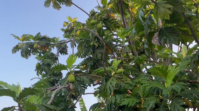 Green breadfruit growing on tree branch with lush leaves