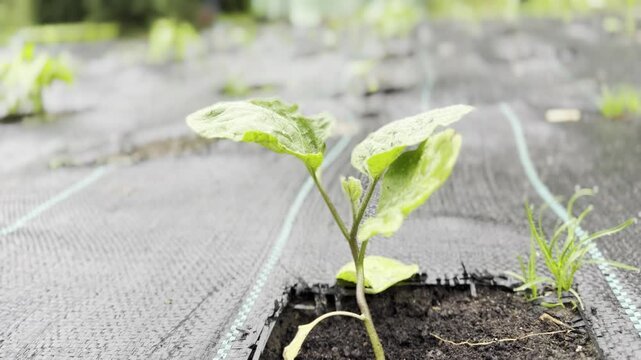 Young seedling growing in garden bed