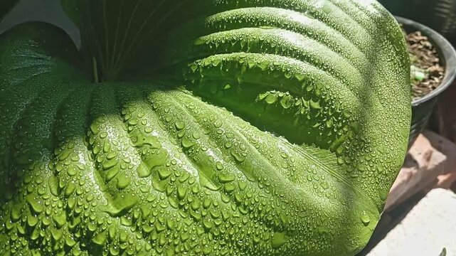 Cinematic macro footage of fresh green broad leaf covered in glistening morning dew water droplets under bright sunlight.