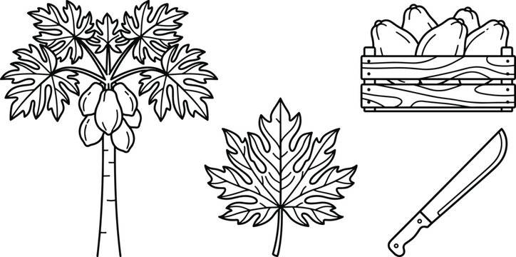 Papaya Tree Harvest Vector Set with Wooden Crate Full of Pawpaw Fruits Machete Knife and Large Tropical Leaf for Agricultural Branding Designs