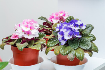 Fototapeta premium Pink and purple African violet (Saintpaulia ionantha) houseplants displayed in decorative pots