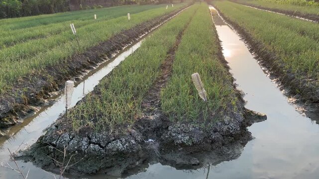 Shallot plant agricultural field with raised beds and water trenches