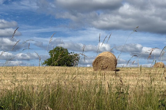 Herbe de juin