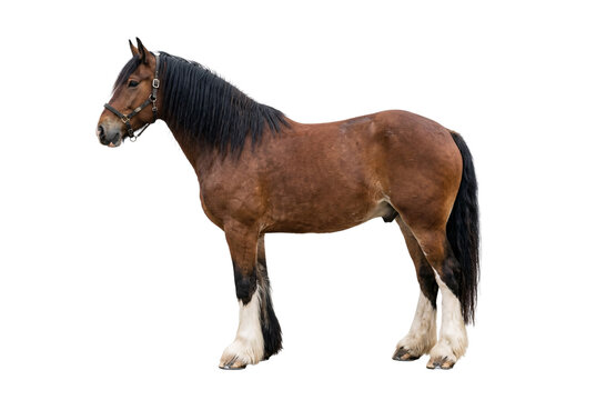 Bay Clydesdale draft horse with black mane wearing leather halter, white feathered fetlocks, standing in full body side profile studio shot.