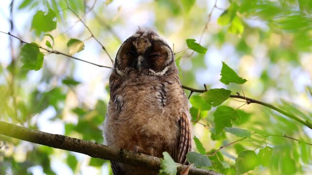 Wildlife footage of a young long-eared owl (Asio otus) sitting on a birch tree branch. Close-up video portrait of a juvenile owl chick looking down into the camera lens in summer evening light.