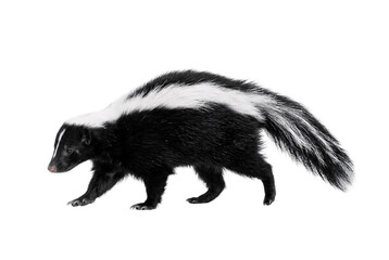 Naklejka premium Single striped skunk walking in profile view, bushy black-and-white tail raised, detailed fur texture in dramatic wildlife studio photography.