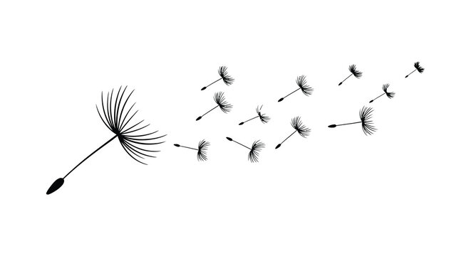 dandelion seed head silhouette black white background