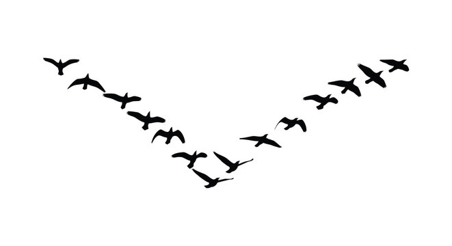 flying birds in v formation silhouette black