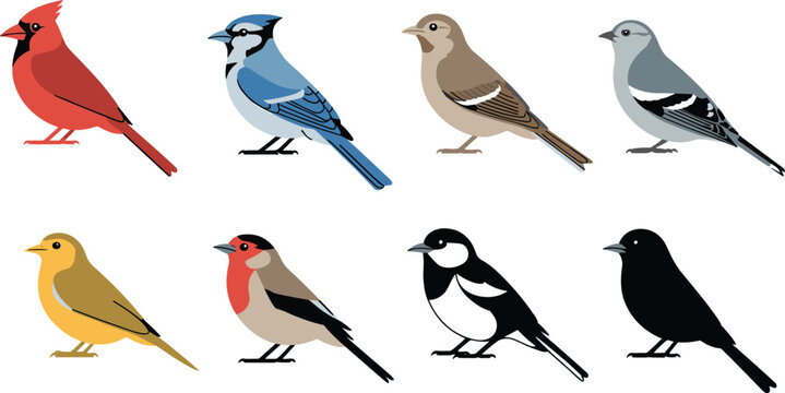 Colorful bird illustrations with cardinal blue jay sparrow canary bullfinch and chickadee