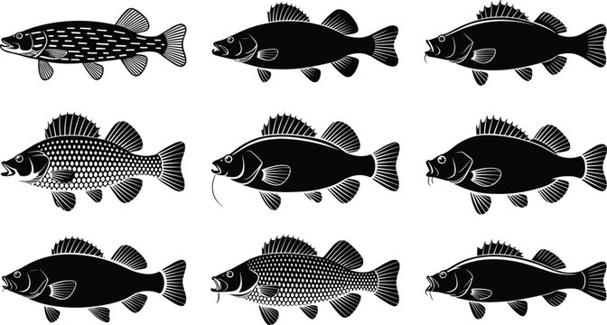 Fish silhouette illustrations with diverse species showing fins scales and body shapes