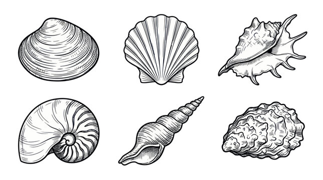 Collection of various sea shells in hand drawn engraving style