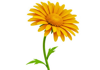 Fototapeta premium Bright yellow flower with green stem and leaves isolated on transparent background