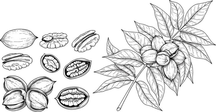 Vintage pecan nut vector set with sketch line art organic tree branch leaves and detailed shells