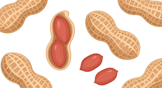 Realistic organic peanuts vector illustration set with detailed textured shells and open red raw kernels