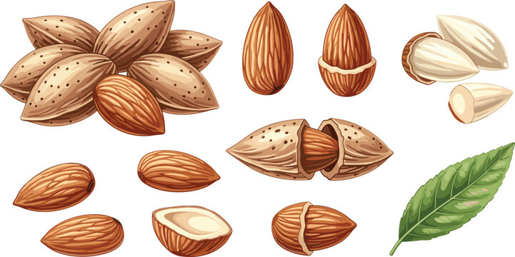 Organic almonds vector illustration set with realistic whole shells raw peeled kernels and green leaf