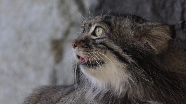 A close up cinematic profile shot of a pallas cat also known as manul, showing its detailed fur and alert expression.