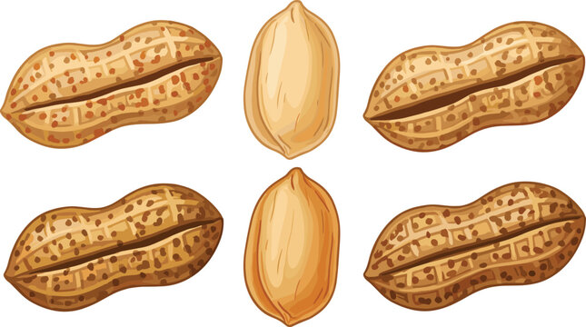 Realistic organic peanuts vector illustration set with detailed raw shells and peeled kernels isolated elements