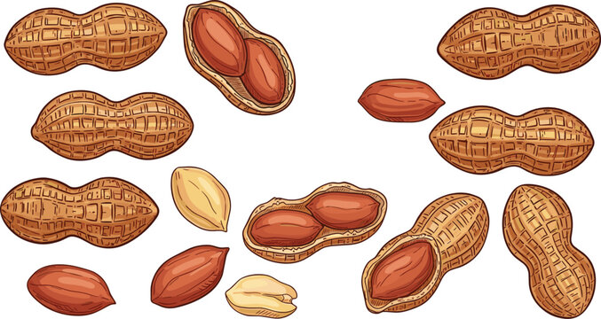 Vector set of detailed hand drawn sketch peanuts in shell and cracked open for food design