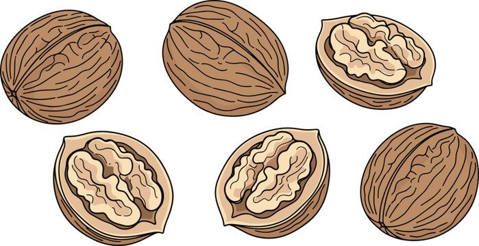 Vector illustration of walnut set showing whole hard shells and cracked open halves with healthy kernels