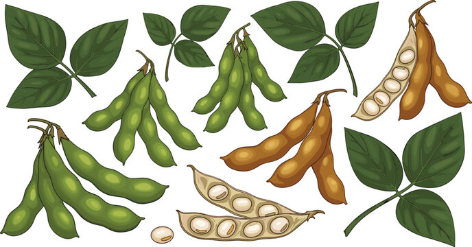 Vector illustration of soybean plant elements including green edamame pods dry beans open shells and leaves