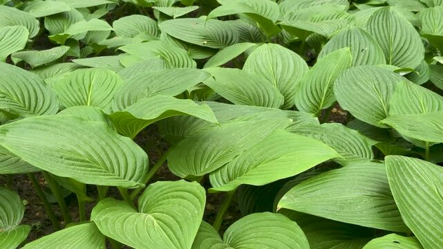 Green hosta leaves with detailed organic texture. Close up of lush foliage plant. Botanical macro background for nature, environment conservation, garden design and eco lifestyle concept.