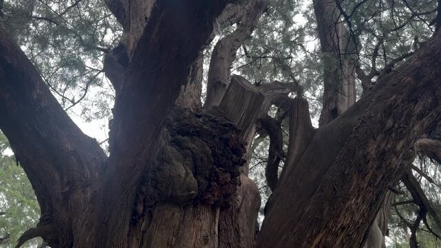 Ancient tree trunk with rough bark and textured branches. Detail view of a gnarled giant cedar in a forest. Symbol of longevity, nature growth and wilderness environment conservation.