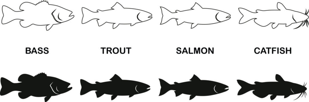 Fish Silhouettes and Outline Set of Bass, Trout, Salmon and Catfish Vector Collection