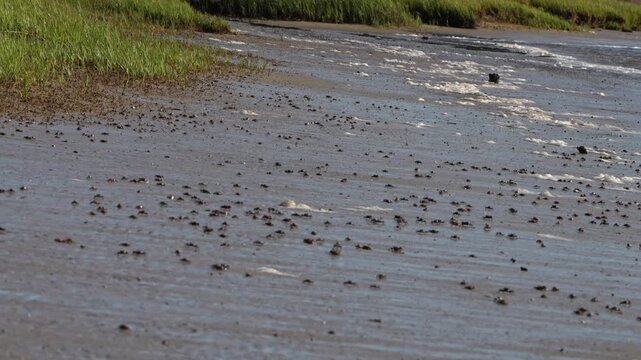 Fiddler crabs crawling on a beach