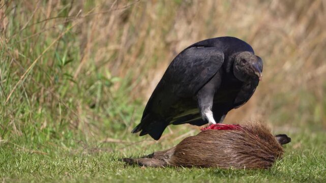 A vulture interacts with a carcass in a grassy field, highlighting nature's raw cycle. Suitable for wildlife studies or educational content.